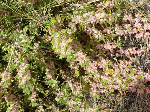Image of Forsskaolea candida by (c) Shaun Swanepoel, some rights reserved (CC BY)