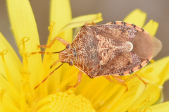 Podisus placidus