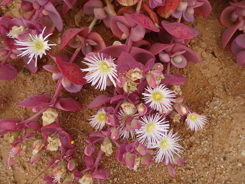 Mesembryanthemum sladenianum