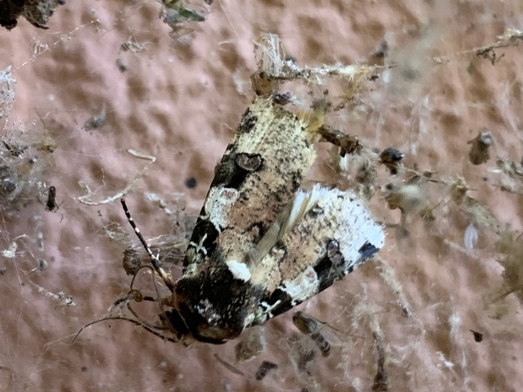 Mentaxya trisellata