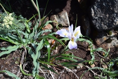 Iris douglasiana