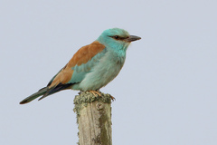 Coracias garrulus garrulus