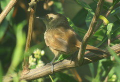 Phacellodomus sibilatrix