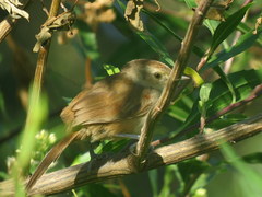 Phacellodomus sibilatrix