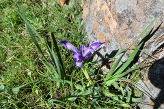 Iris macrosiphon