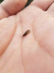 Dolophilodes distinctus