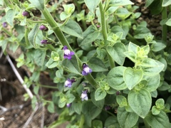 Sairocarpus nuttallianus