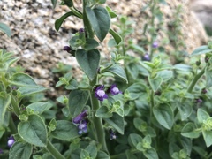 Sairocarpus nuttallianus