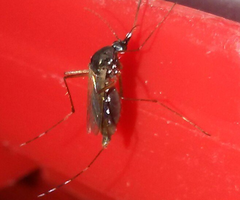 Aedes albopictus