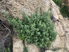 Sairocarpus nuttallianus