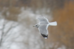Larus canus