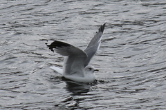 Larus canus