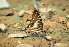 Graphium aristeus