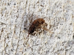 Arcitalitrus sylvaticus