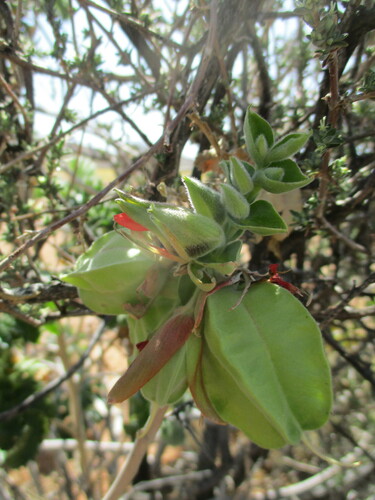 Image of Crown Honeyflower by no rights reserved