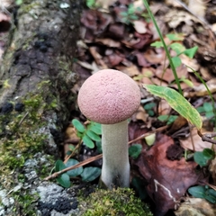 Boletellus ananas image