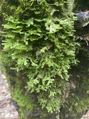 Neckera pennata image