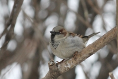 Passer domesticus