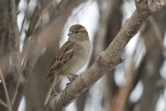 Passer domesticus