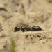 Camponotus atricolor - Photo (c) Bakos Ádám, μερικά δικαιώματα διατηρούνται (CC BY-NC), uploaded by Bakos Ádám