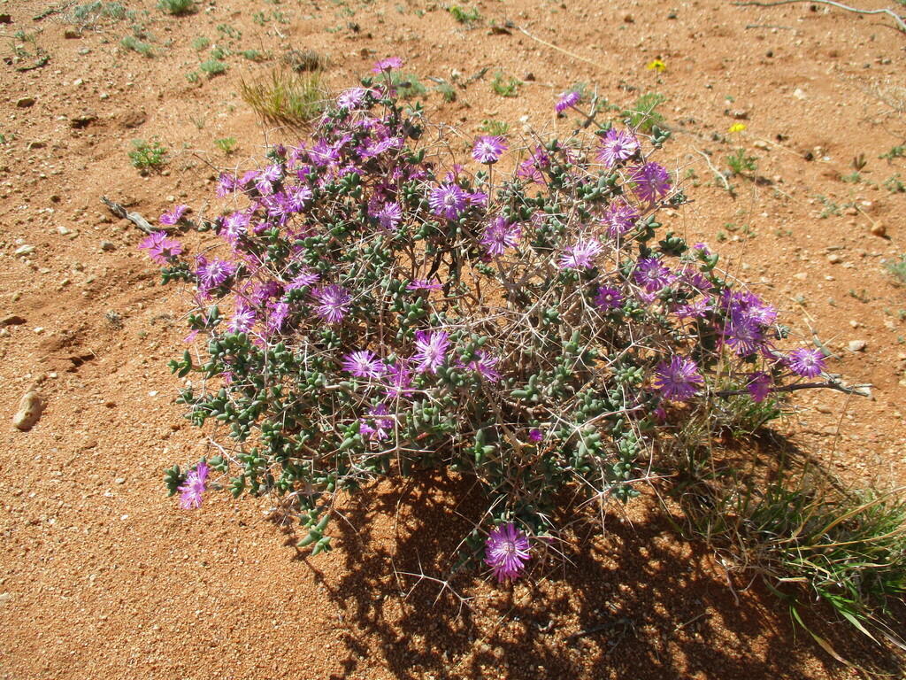 Ruschia divaricata 3