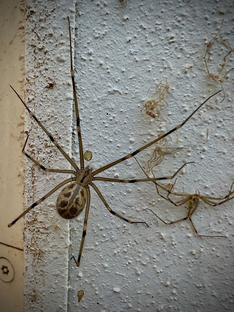 Artema bunkpurugu