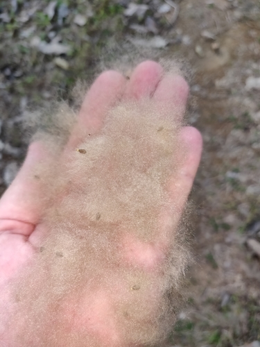 Ochroma pyramidale - Fruit