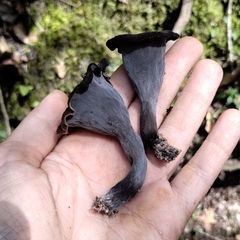 Craterellus fallax image