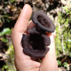 Craterellus fallax image