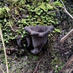 Craterellus fallax image