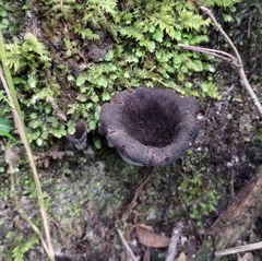 Craterellus fallax image