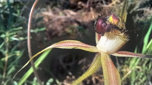 Image of Caladenia arenicola by (c) A.J. Anderson, some rights reserved (CC BY)