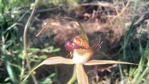 Image of Caladenia arenicola by (c) A.J. Anderson, some rights reserved (CC BY)