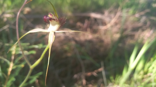 Image of Caladenia arenicola by (c) A.J. Anderson, some rights reserved (CC BY)