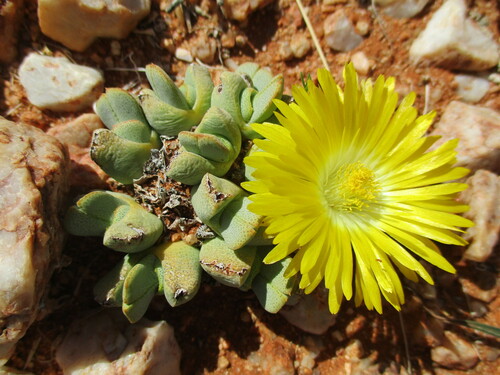Cheiridopsis caroli-schmidtii