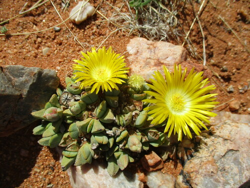 Cheiridopsis caroli-schmidtii
