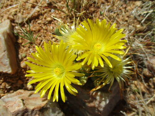 Cheiridopsis caroli-schmidtii