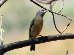 Passerina rositae
