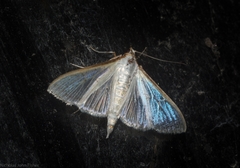 Palpita margaritacea