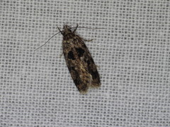 Barea melanodelta