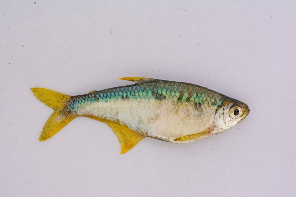 Tetra