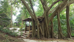 Ficus citrifolia