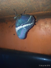 Siproeta epaphus trayja