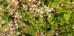Saxifragales