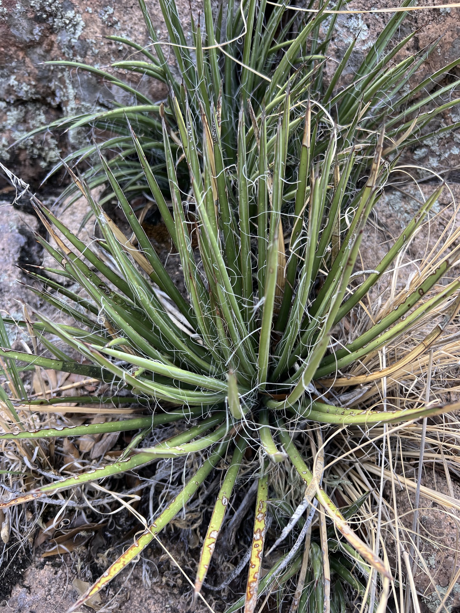 Agave schottii
