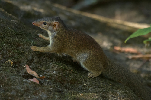 Madras Treeshrew in the wild — India wildlife
