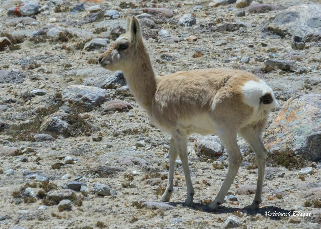 Tibetan Gazelle in May 2019 by Avinash Bhagat · iNaturalist