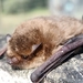 Pygmy Pipistrelle - Photo (c) Óscar Sampedro, some rights reserved (CC BY), uploaded by Óscar Sampedro