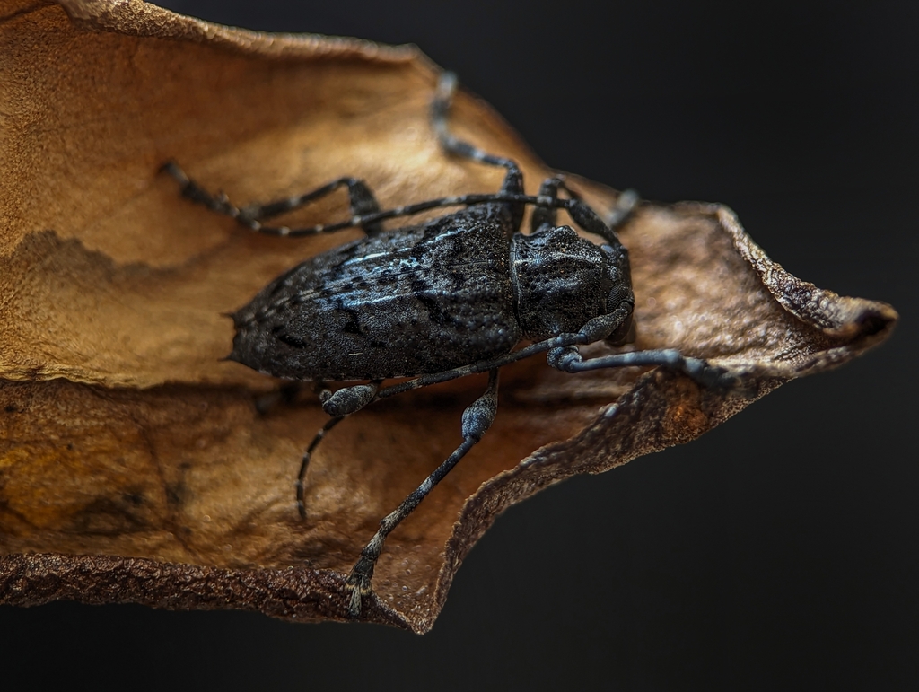 Aegomorphus nigricans