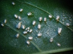 Siphoninus phillyreae